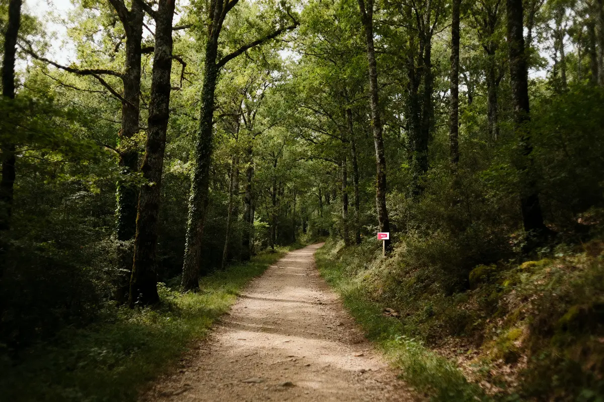 Sentier forestier parfait pour l escapade camping au cœur de la nature verdoyante